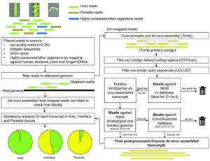 Genomic-scale exchange of mRNA between a parasitic plant and its hosts.