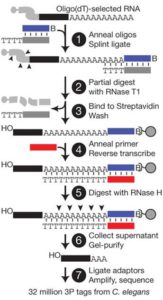 Formation, regulation and evolution of Caenorhabditis elegans 3&apos;UTRs