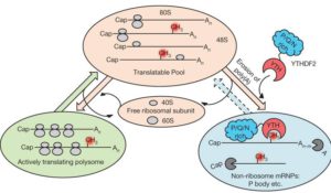 N6-methyladenosine-dependent regulation of messenger RNA stability.