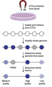 Whole-exome sequencing of circulating tumor cells provides a window into metastatic prostate cancer.