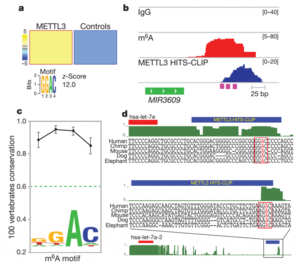 N6-methyladenosine marks primary microRNAs for processing miRNA甲基化的新功能
