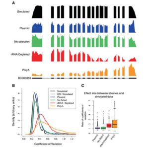 IVT-seq reveals extreme bias in RNA sequencing