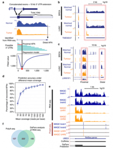 Dynamic analyses of alternative polyadenylation from RNA-seq reveal a 3’-UTR landscape across seven tumour types