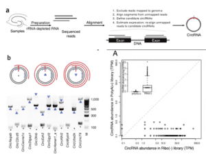 Neural circular RNAs are derived from synaptic genes and regulated by development and plasticity.