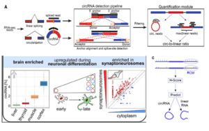 Circular RNAs in the Mammalian Brain Are Highly Abundant, Conserved, and Dynamically Expressed.