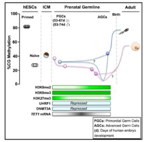 DNA demethylation dynamics in human prenatal germline cells