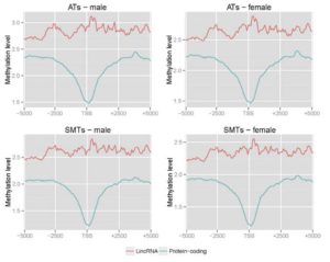 DNA methylation signatures of lncRNA in porcine adipose and  muscle tissues