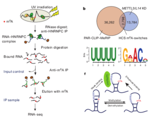 N6-methyladenosine-dependent RNA structural switches regulate RNA–protein interactions.