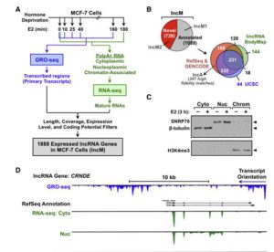 Discovery, Annotation, and Functional Analysis of Long Noncoding RNAs Controlling Cell-Cycle Gene Expression and Proliferation in Breast Cancer Cells
