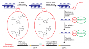 NAD captureSeq indicates NAD as a bacterial cap for a subset of regulatory RNAs 原核生物RNA的NAD帽子结构