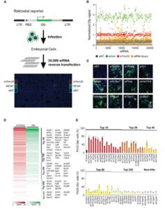 Systematic identification of factors for provirus silencing in embryonic stem cells