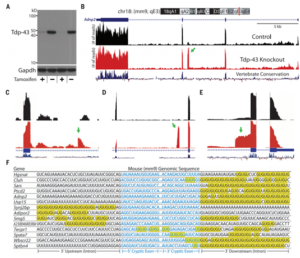 TDP-43 repression of nonconserved cryptic exons is compromised in ALS-FTD