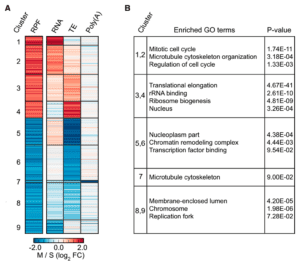 Regulation of Poly(A) Tail and Translation during the Somatic Cell Cycle