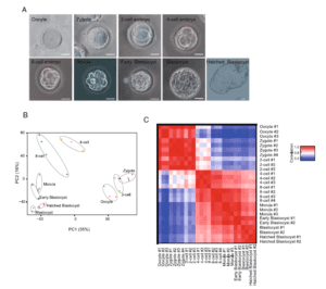 Tracing the expression of circular RNAs in human pre-implantation embryos