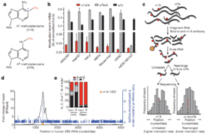 The dynamic N1-methyladenosine methylome in eukaryotic messenger RNA