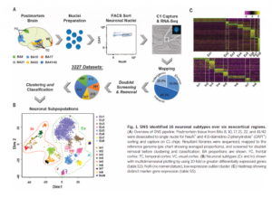 Neuronal subtypes and diversity revealed by single-nucleus RNA sequencing of the human brain
