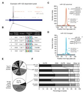 Argonaute CLIP Defines a Deregulated miR-122-Bound Transcriptome that Correlates with Patient Survival in Human Liver Cancer