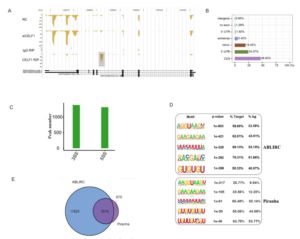 CELF1 preferentially binds to exon-intron boundary and regulates alternative splicing in HeLa cells