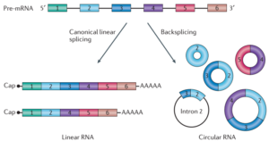 Detecting circular RNAs: bioinformatic and experimental challenges