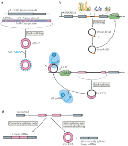 The biogenesis and emerging roles of circular RNAs